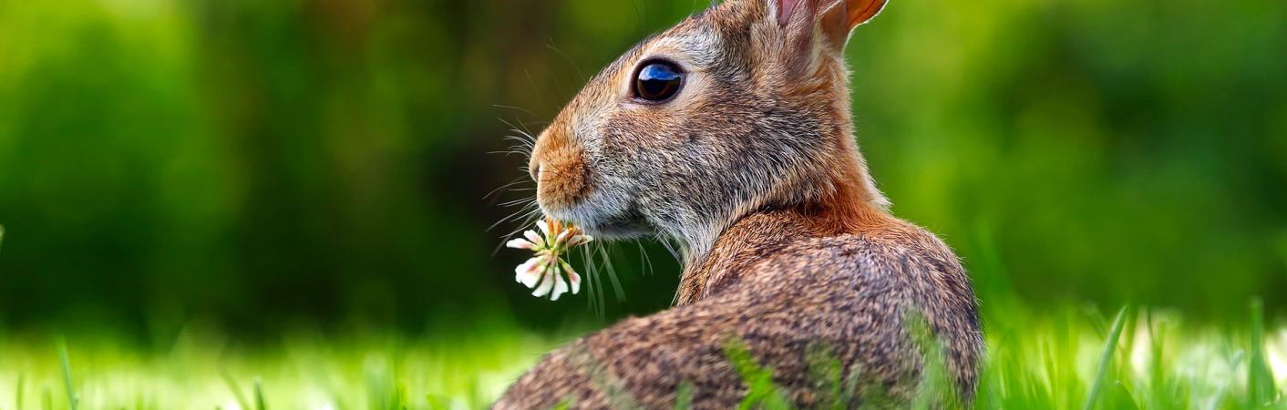 Platzhalter Bild Hase